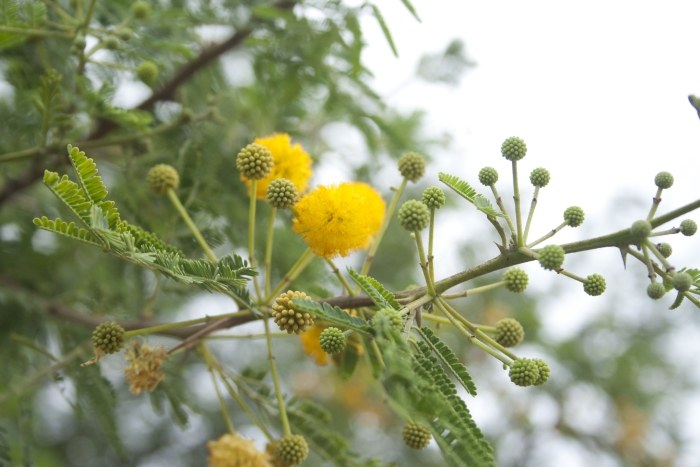 Vachellia nilotica image