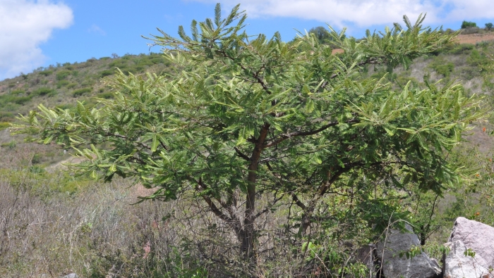 Vachellia pennatula image