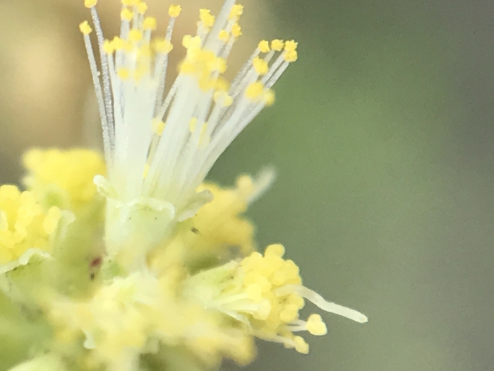 Vachellia rigidula image