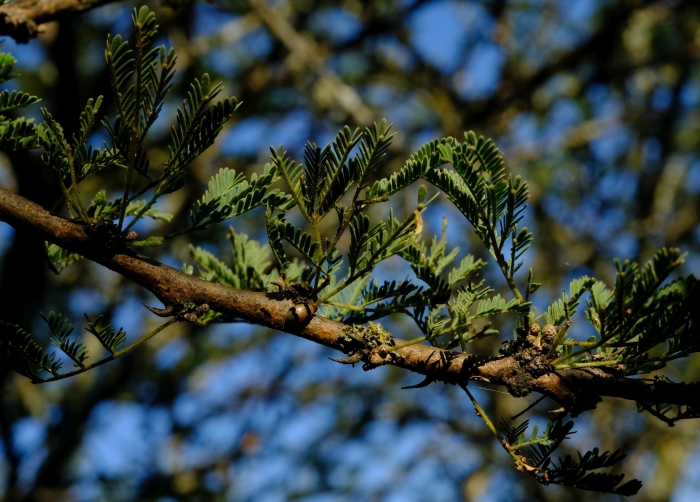 Vachellia tortilis image
