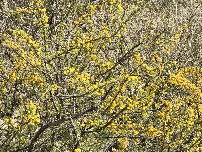 Vachellia vernicosa image