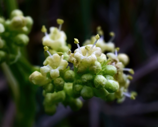 Valeriana edulis image