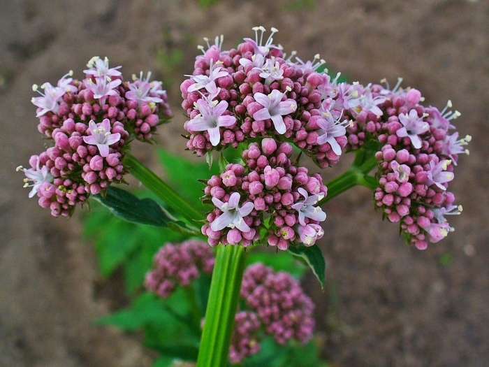 Valeriana officinalis image