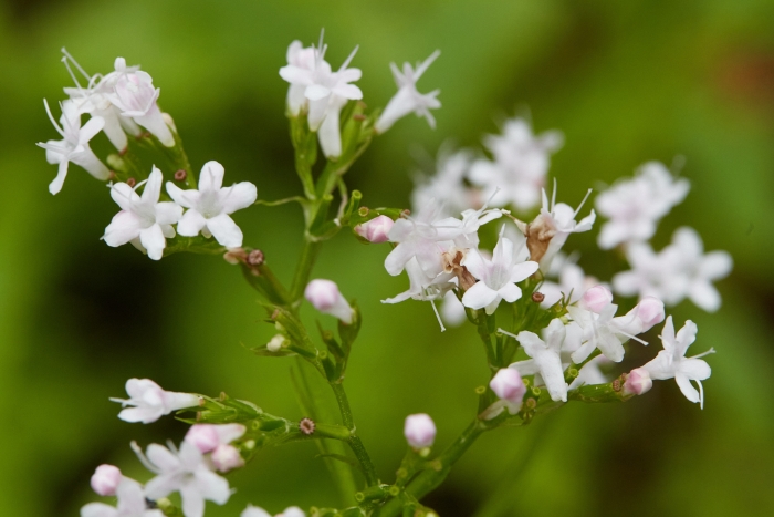 Valeriana scouleri image