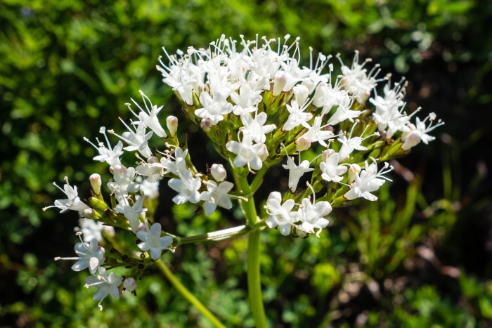 Valeriana sitchensis image