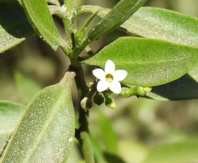 Vallesia glabra image