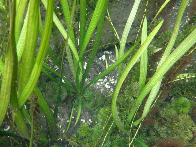 Vallisneria americana image