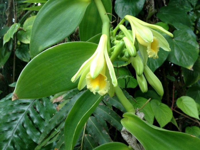 Vanilla planifolia image