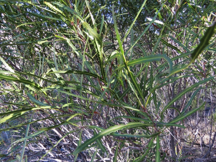 Vauquelinia corymbosa image
