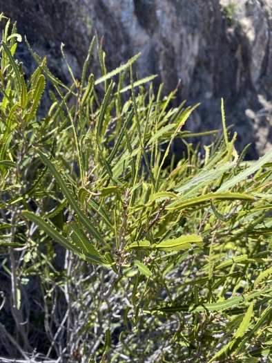 Vauquelinia corymbosa subsp. angustifolia image