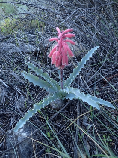 Veltheimia capensis image