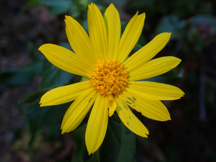 Venegasia carpesioides image
