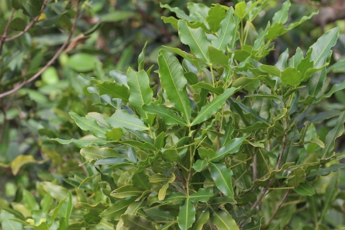 Vepris lanceolata image