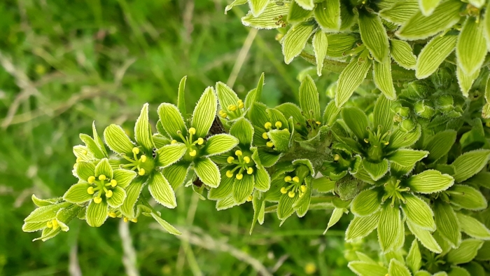 Veratrum album image