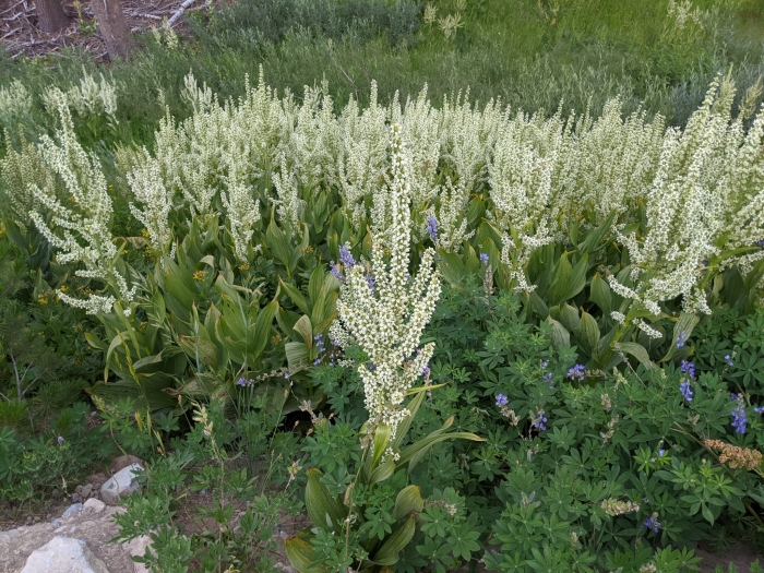 Veratrum californicum image
