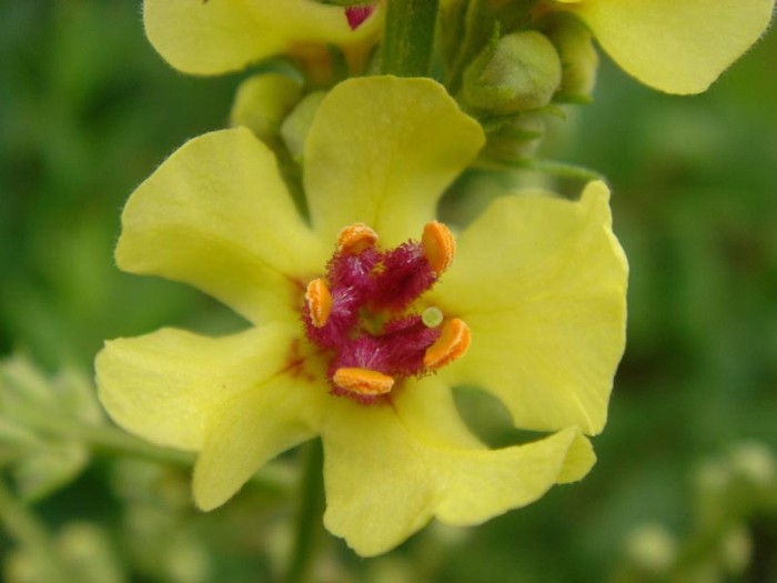 Verbascum chaixii image
