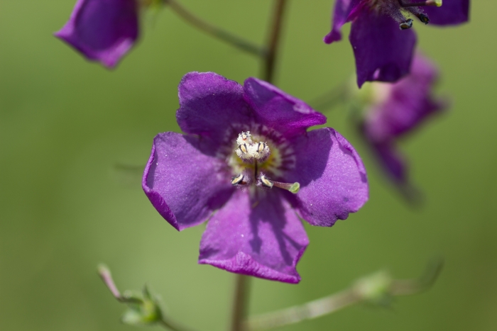 Verbascum phoeniceum image