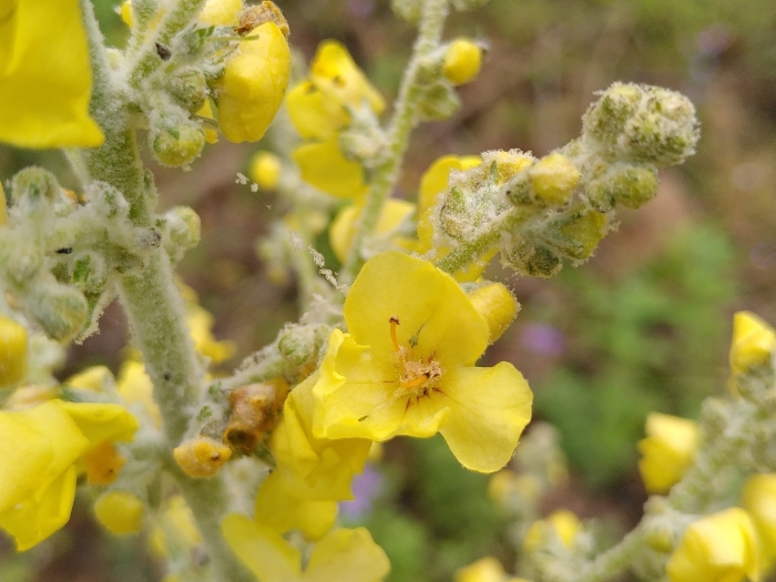 Verbascum pulverulentum image