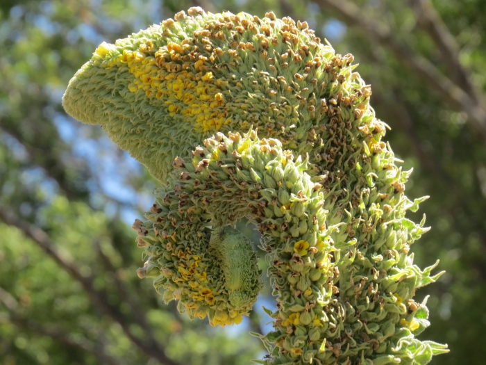 Verbascum thapsus image