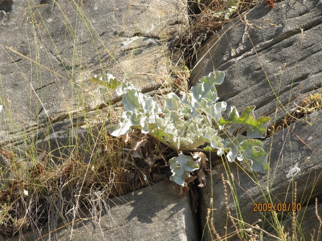 Verbascum undulatum image