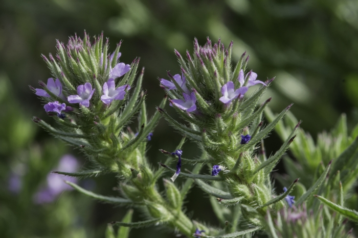 Verbena bracteata image
