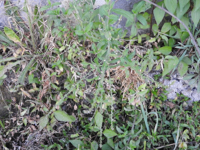 Verbena gracilis image