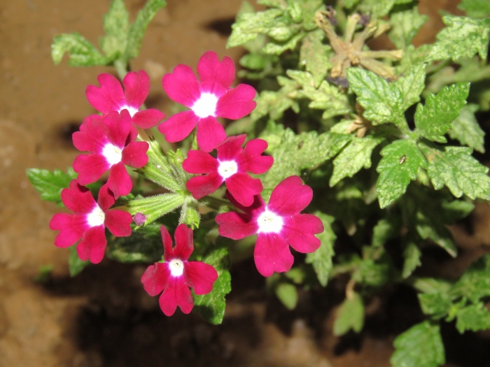 Verbena ×hybrida image