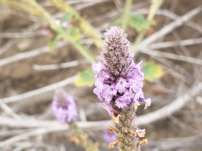 Verbena lasiostachys image