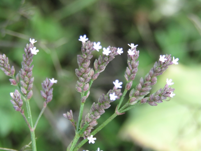 Verbena litoralis image