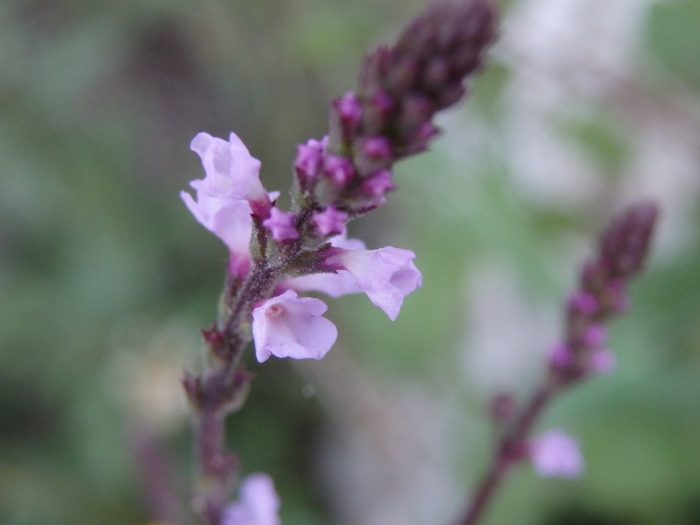 Verbena officinalis image