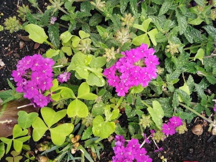 Verbena rigida image