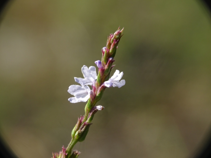 Verbena simplex image