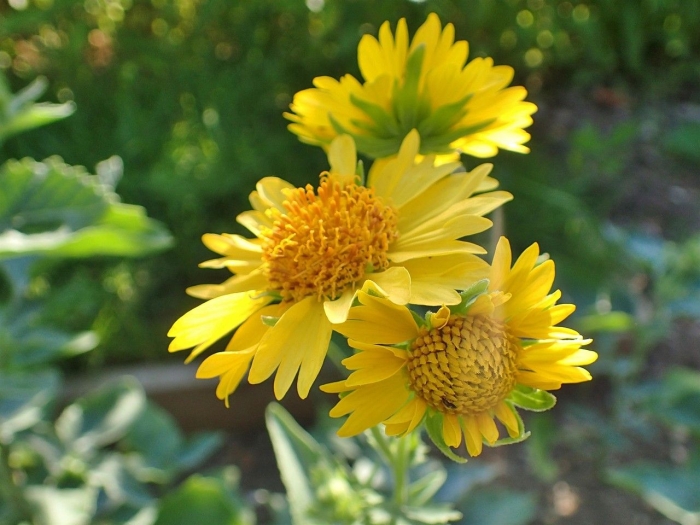 Verbesina encelioides image