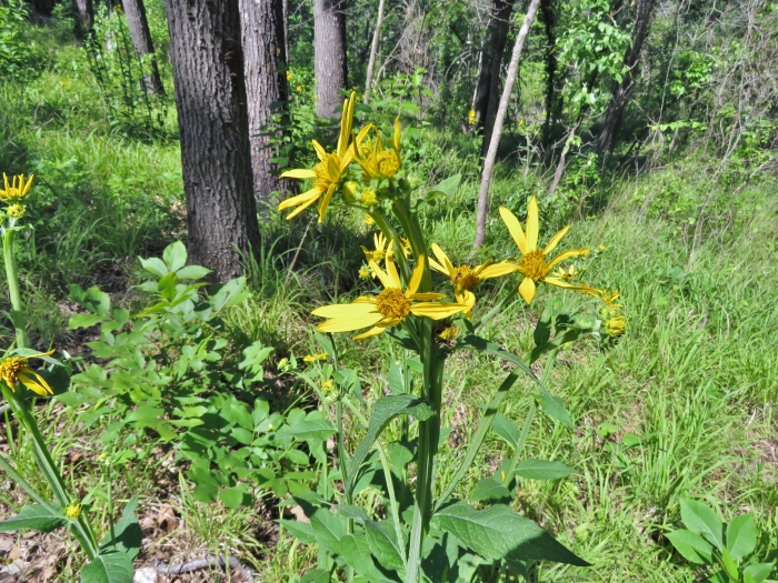 Verbesina helianthoides image