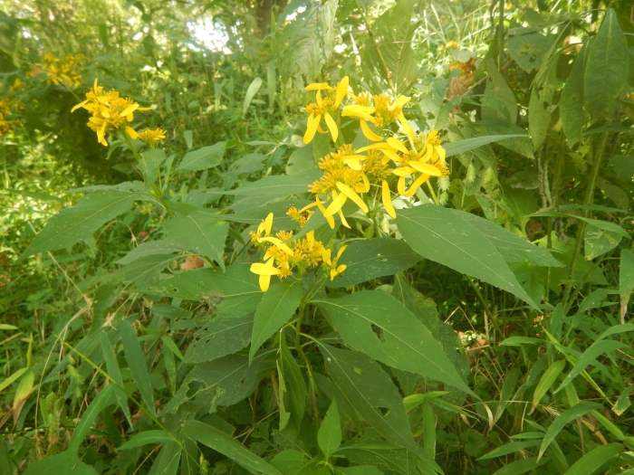 Verbesina occidentalis image