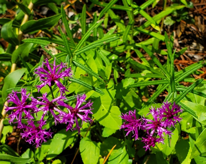 Vernonia angustifolia image