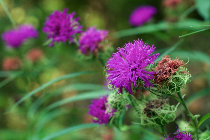 Vernonia arkansana image