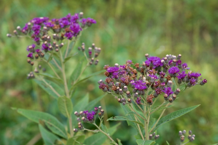Vernonia baldwinii image
