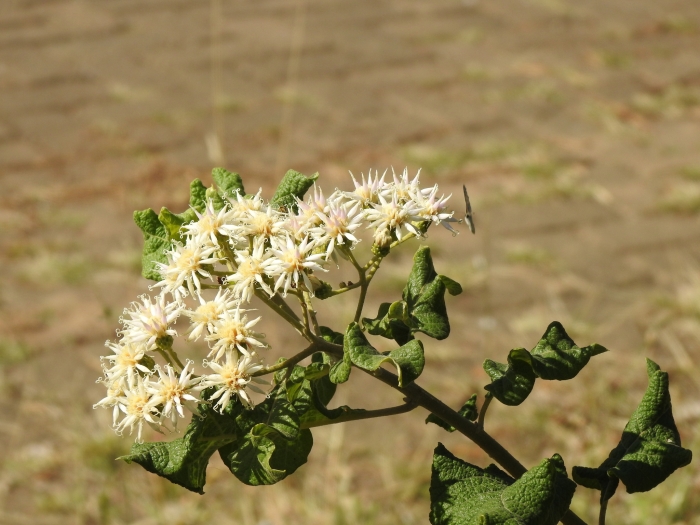 Vernonia colorata image