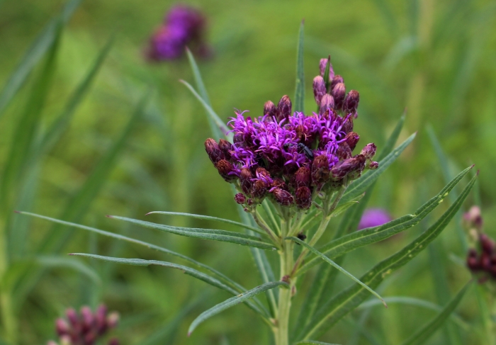 Vernonia fasciculata image