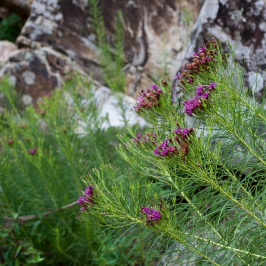 Vernonia lettermannii image