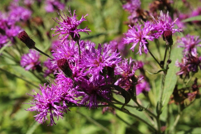 Vernonia missurica image