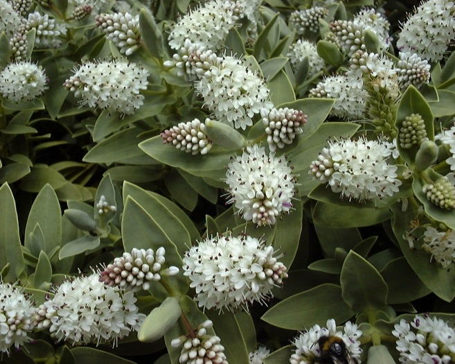 Veronica albicans image