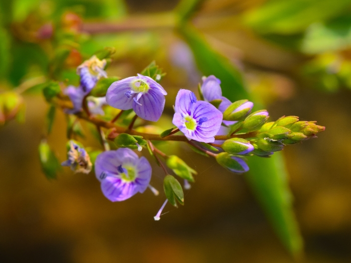Veronica americana image