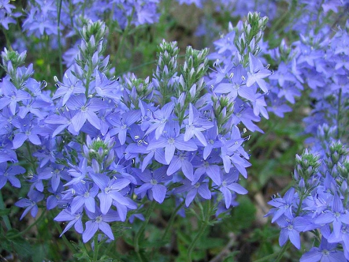 Veronica austriaca image