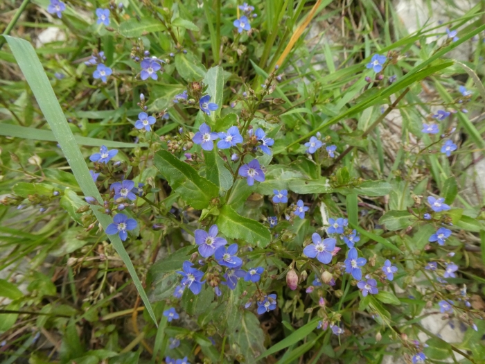 Veronica beccabunga image