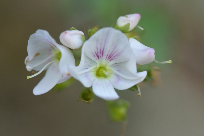 Veronica catarractae image