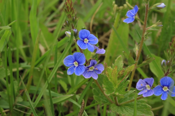 Veronica chamaedrys image