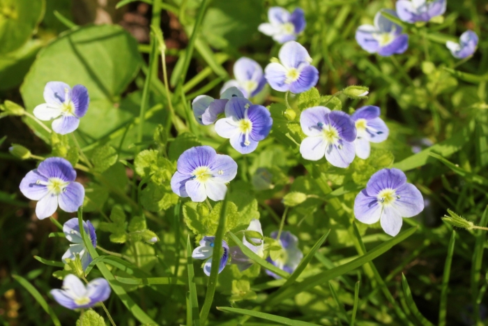 Veronica filiformis image