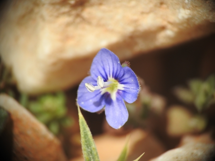 Veronica glauca image